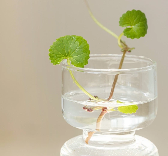 Beauty of Joseon Centella Asiatica maska w płachcie 25 ml